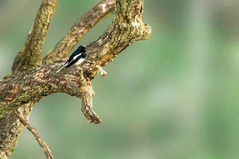 Oriental Magpie Robin on the tree Fotos Stock