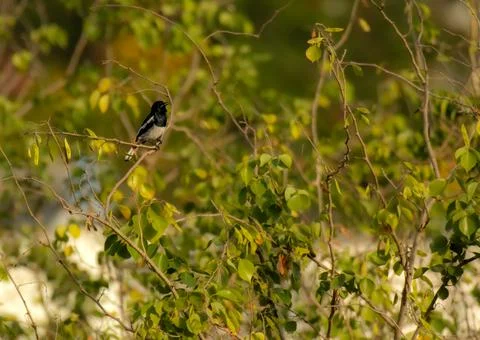 Oriental Magpie Robin on the tree Foto stock