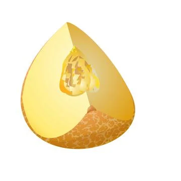 Oriental melon icon cartoon vector. Yellow fruit Illustrazione stock