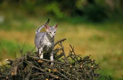 ORIENTAL Stock Photos