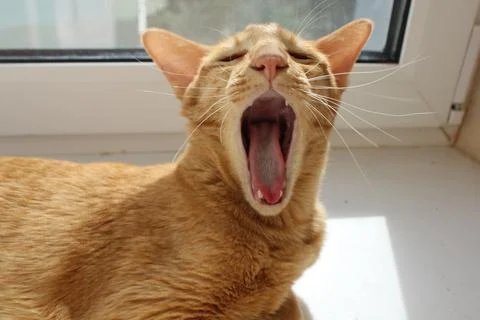 Oriental Stock Photos