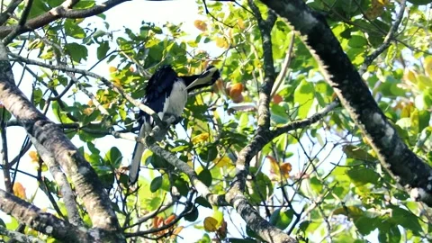 Oriental pied hornbill perching on tree branch in sunny tropical forest Stock Footage 327520157