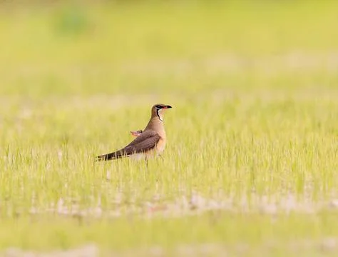 Oriental Pratincole foraging in the fields Stock Photos