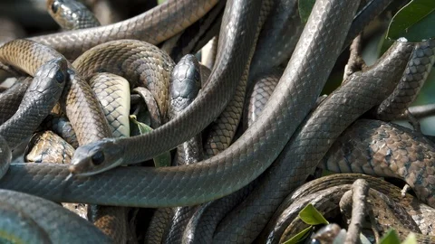 Oriental rat snakes Stock Footage 86194062