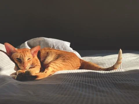 Oriental red cat 写真素材