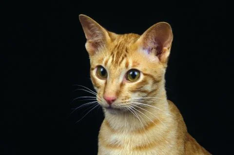 ORIENTAL RED Stock Photos