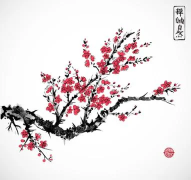 Oriental red sakura cherry tree in blossom on white background. Traditional o Illustrazione stock
