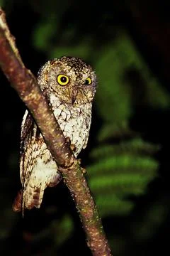 Oriental scops owl is perching on the tree branch at night. Stock Photos