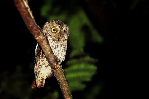 Oriental scops owl is perching on the tree branch at night. Stock Photos