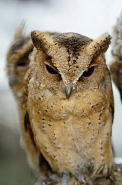Oriental scops owl Stock-Fotos
