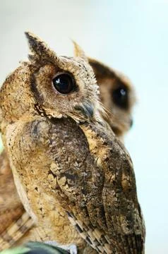 Oriental scops owl Foto stock