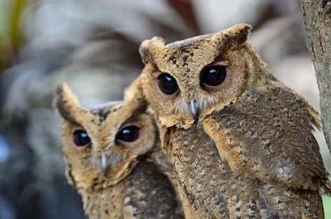 Oriental scops owl Stock Photos