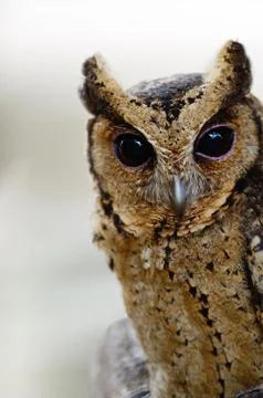 Oriental scops owl Stock Photos