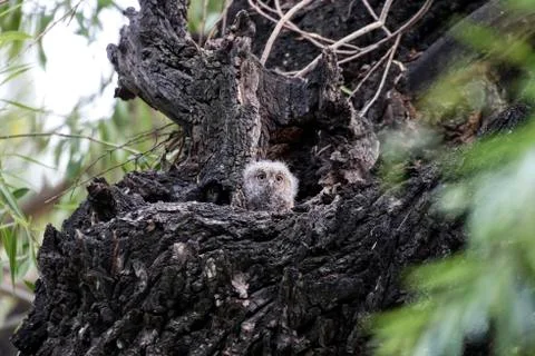 Oriental Scops Owl Stock Photos