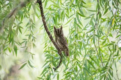 Oriental Scops Owl Stock Photos