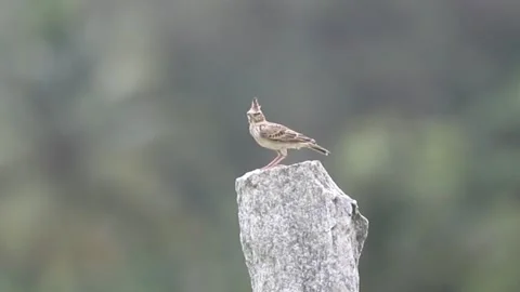 Oriental skylark (Alauda gulgula), also known as the small skylark Stock Footage 164431981
