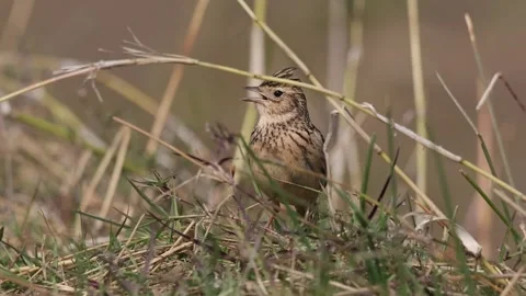 ORIENTAL SKYLARK Stock Footage 312568017