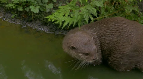 Oriental small-clawed otter (Aonyx cinereus) explores the banks of the river. Stock-Footage 55073423