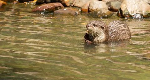 Oriental small-clawed otter foraging Stock Photos