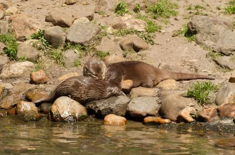 Oriental small-clawed otter Stock Photos