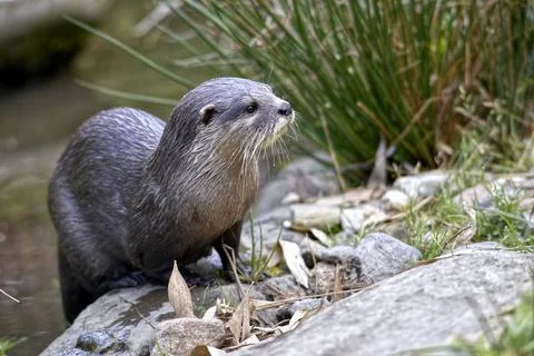Oriental Small-clawed Otter Stock Photos