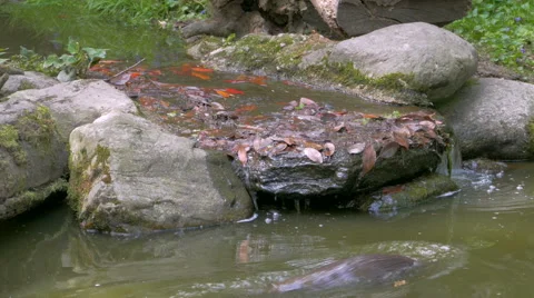 Oriental small-clawed otters (Aonyx cinereus) in the pond. Video stock 62913593