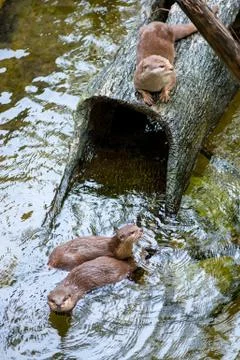 Oriental small-clawed otters Stock Photos