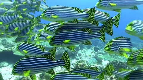 Oriental sweetlip Stock-Footage 78579617