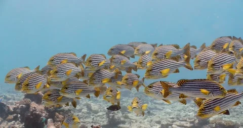 Oriental sweetlips 0002 Stock Footage 275886770