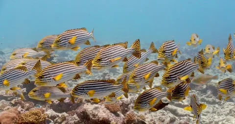 Oriental sweetlips 0003 Stock Footage 275886764