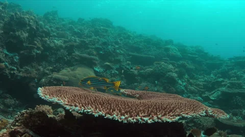 Oriental Sweetlips 4k Stock Footage 62584933