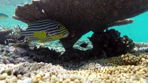 Oriental Sweetlips unter the corals Stock Footage 42822194