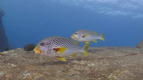 Oriental Sweetlips on wreck Stockbeeldmateriaal 83228405
