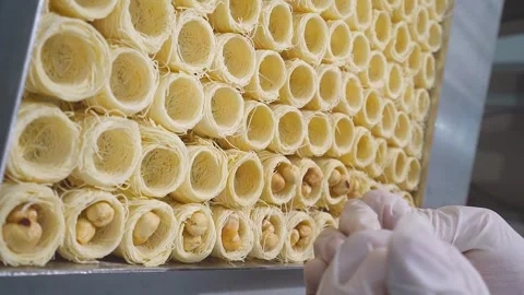 The Oriental sweets chef adds hazelnuts to the dough to make Osh Al-Bulbul Stock Footage 255103347