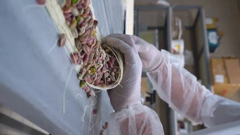 The oriental sweets chef rolls the pistachio filling to make mabroma Stock Footage 255102793