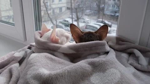 Oriental tabby kat and white cat looking out the window on the winter street Stock Footage 256162650
