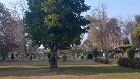 Oriental tree during autumn Stock Footage 295883479