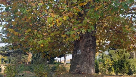 Oriental tree during autumn Video stock 295912325