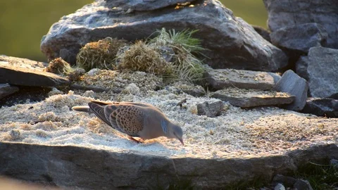 Oriental turtle dove bird Vídeos de archivo 114951887