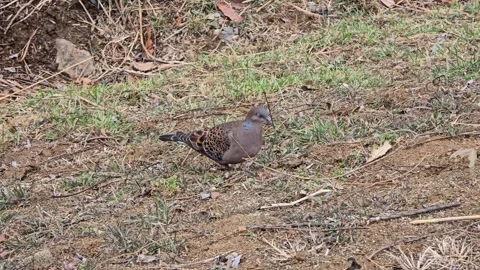 Oriental Turtle Dove Foraging and Walking on Ground in South Korea Stock Footage 330855385