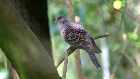 Oriental turtle dove perched on a tree branch in a lush forest setting Stock Footage 336033565