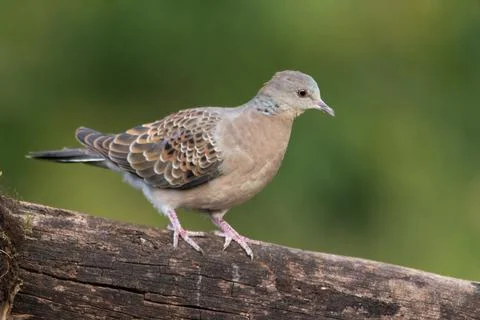 Oriental turtle dove Stock Photos
