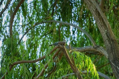Oriental turtle dove resting on a thick tree branch Foto stock