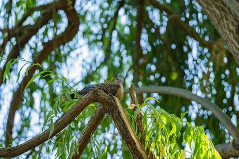 Oriental turtle dove resting on a thick tree branch Foto stock