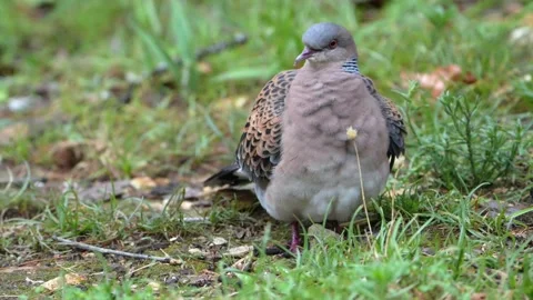 Oriental Turtle Dove Standing and Walking in Wet Grass After Rain Video stock 336418607