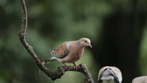 An Oriental turtle dove wanting to feed amongst other doves but made to fly Stock Footage 343444292