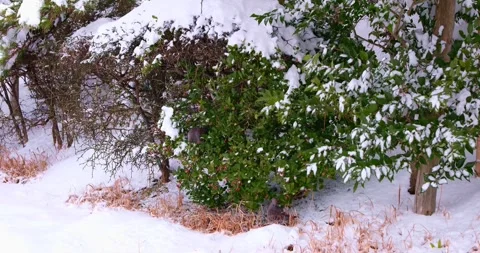 Oriental Turtle Doves Feeding on Berries in Snowy Winter Forest Stock Footage 328334824