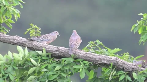 Oriental Turtle Doves Perching on a Tree Branch in a Natural Habitat, China Stock-Footage 337276129