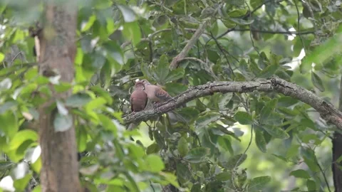 Oriental turtle doves perform their timeless ritual. Stock Footage 315399519