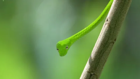 Oriental Whip Snake Stock Footage 198471746
